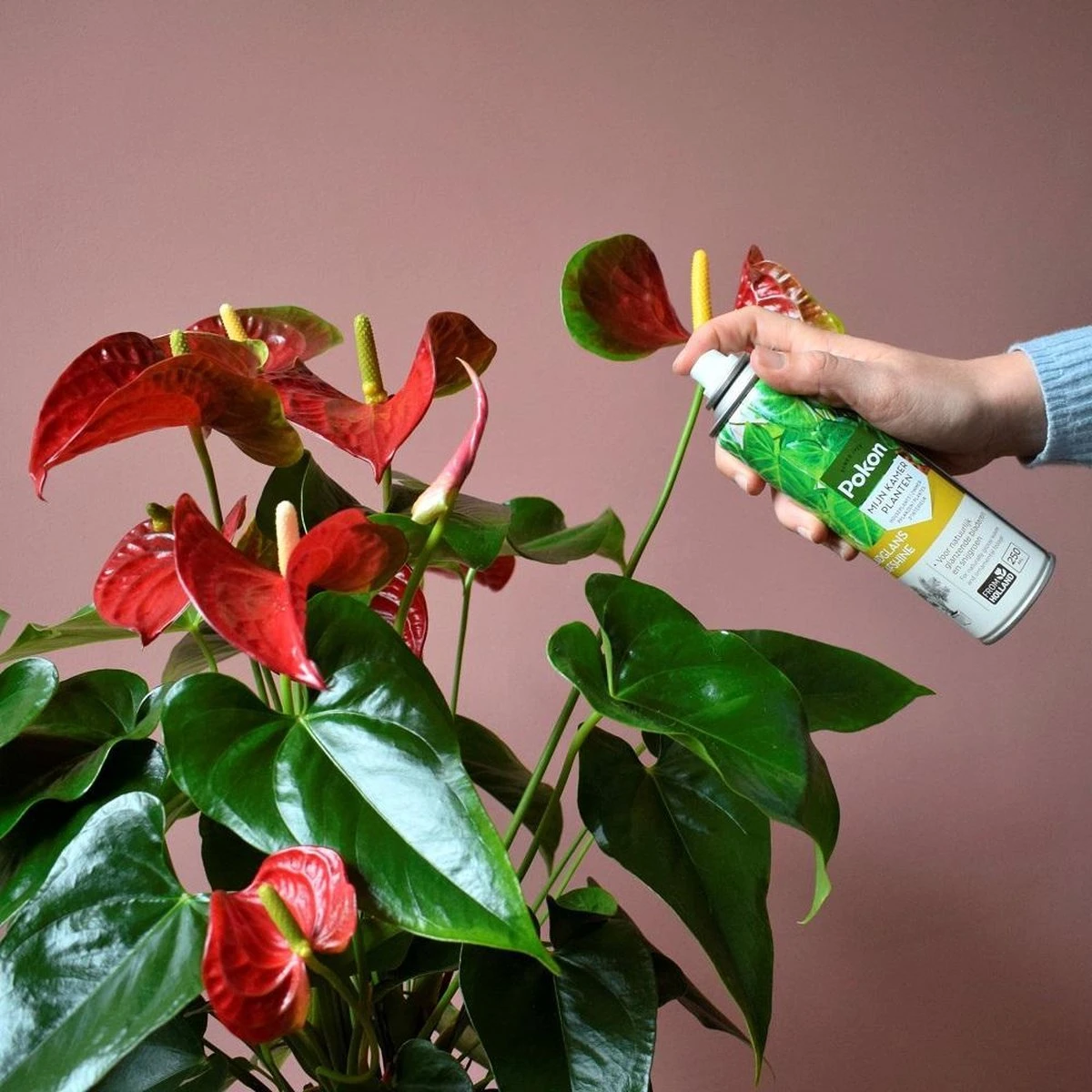 Pokon Bladglans 250ml - Afbeelding 4