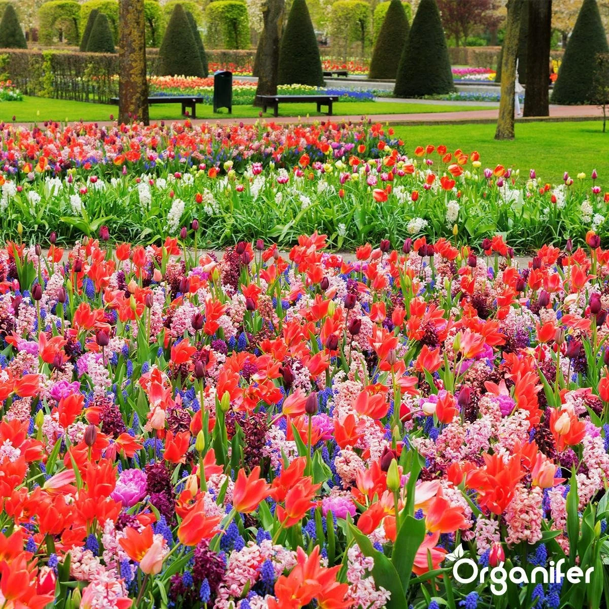 Lavagruis Uit Eifel Oergesteente (20Kg Voor 200m2) Grof Lavameel 0-2mm - Organifer - Afbeelding 7