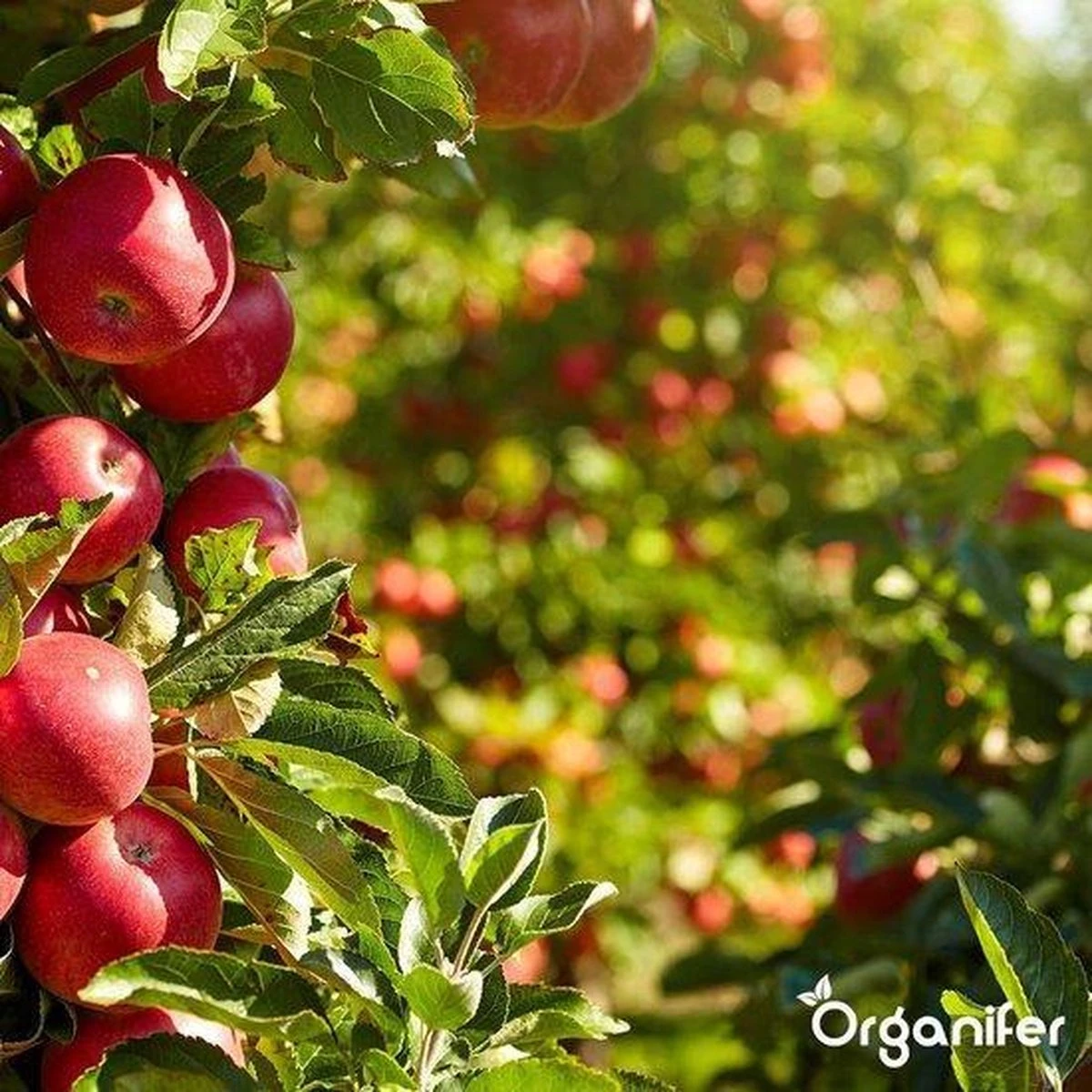 Lavagruis Uit Eifel Oergesteente (20Kg Voor 200m2) Grof Lavameel 0-2mm - Organifer - Afbeelding 10