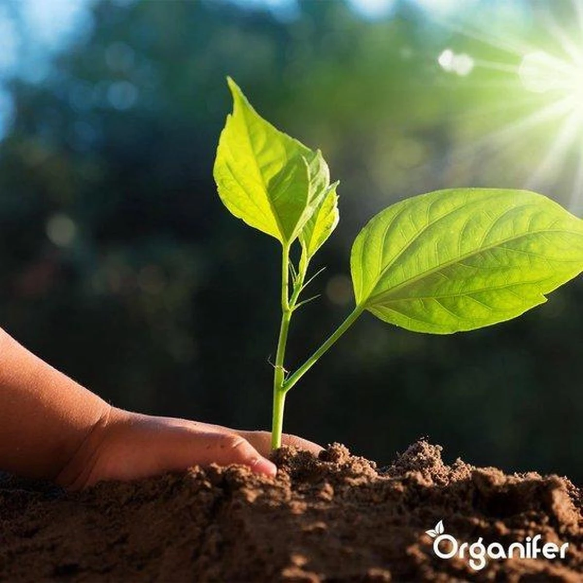 Lavagruis Uit Eifel Oergesteente (20Kg Voor 200m2) Grof Lavameel 0-2mm - Organifer - Afbeelding 11