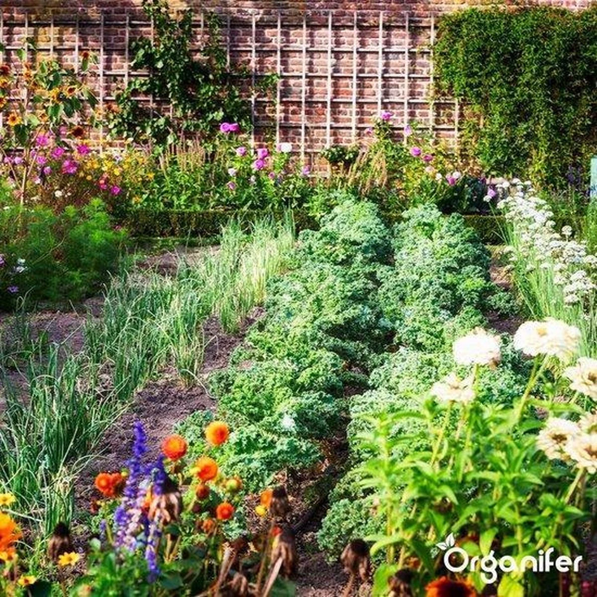Lavagruis Uit Eifel Oergesteente (20Kg Voor 200m2) Grof Lavameel 0-2mm - Organifer - Afbeelding 14