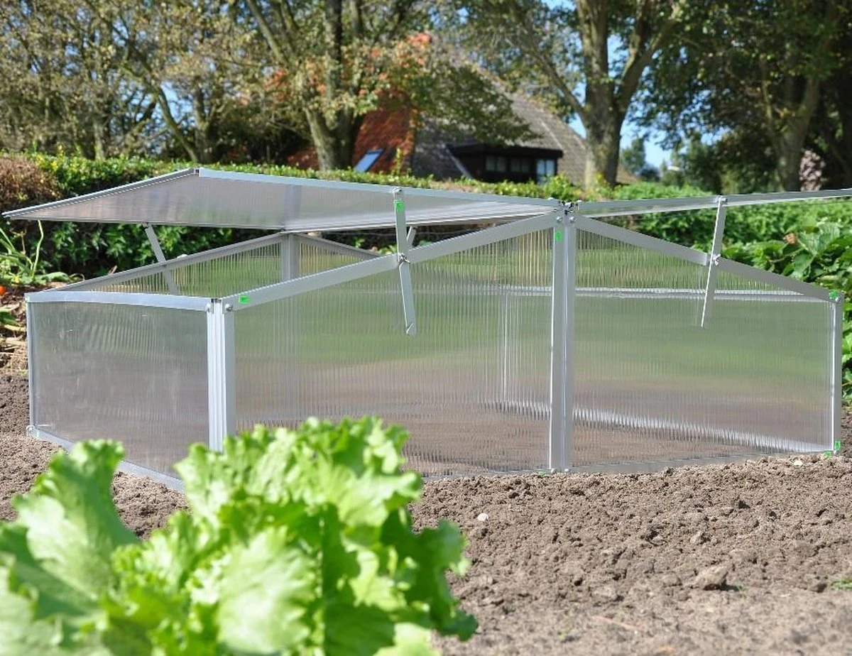 Royal Well Broeikas Silver Thyme